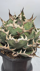 Agave titanota シーザー子株(Lize血統)抜き苗発送 - IMG 4927