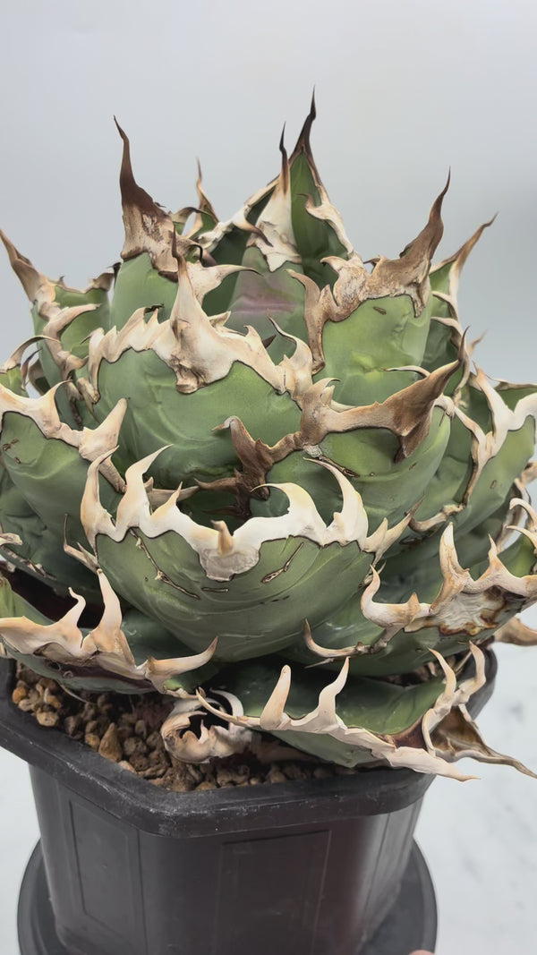 Agave titanota シーザー子株(Lize血統)抜き苗発送 - IMG 4927