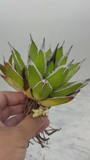 Agave ホリササ(No.20)子株④(Lize血統) 抜き苗発送
