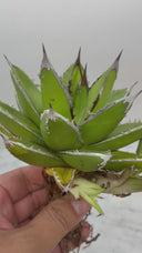 Agave ホリササ(No.27)子株①(Lize血統) 抜き苗発送