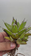 Agave ホリササ(No.46)子株(Lize血統) 抜き苗発送